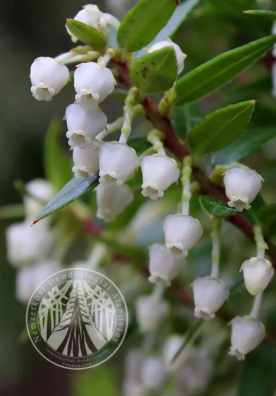 gaultheria_phyllireifolia_viragok_benmore_bg_rbg_edinburgh.jpg