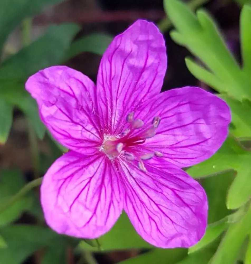 geranium-soboliferum.jpg