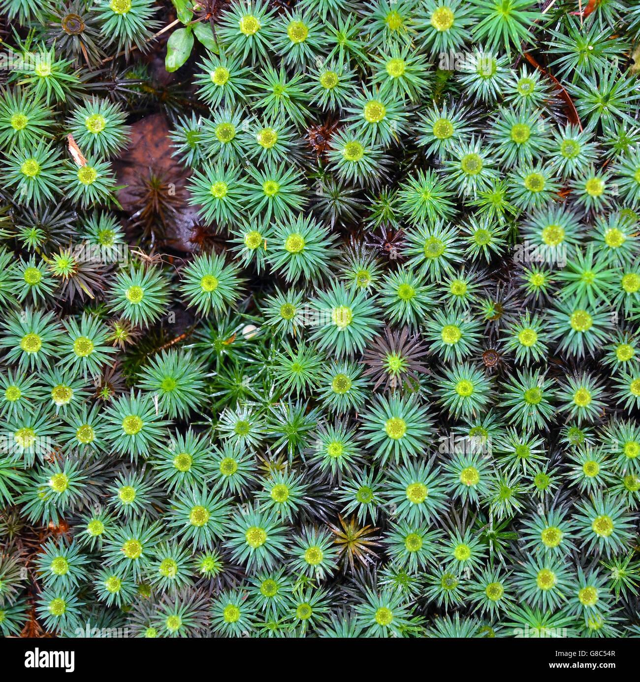 giant-moss-dawsonia-polytrichoides-forming-a-ground-cover-in-australian-G8C54R.jpg