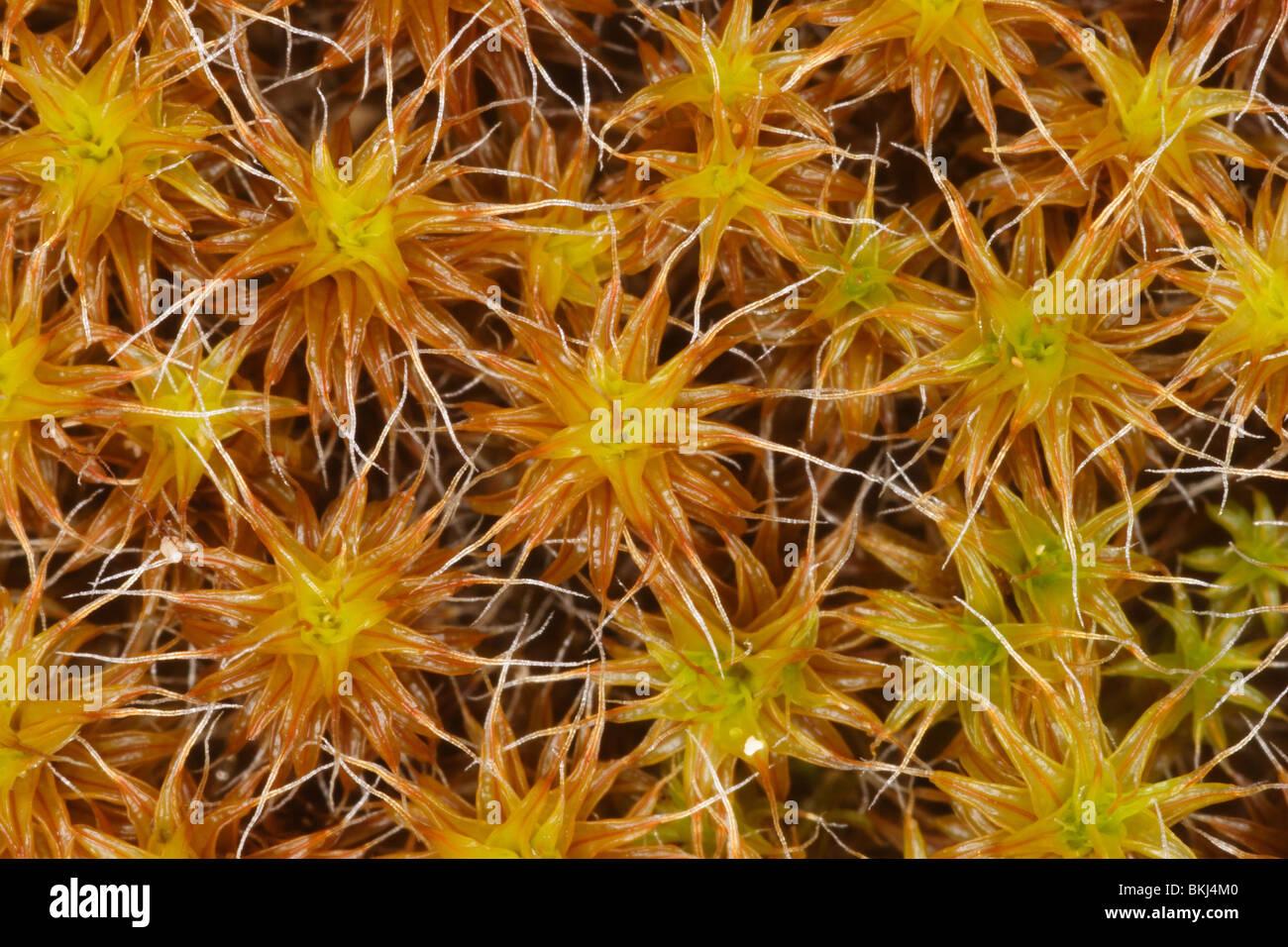 golden-dune-moss-tortula-ruraliformis-on-sand-dunes-rock-cornwall-BKJ4M0.jpg