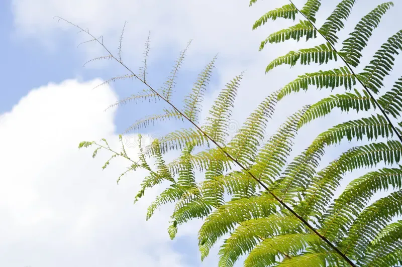 golden-moss-chain-fern-cibotium-barometz-nephrolepis-cordifolia-sky-267150461.jpg