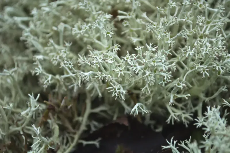 gray-moss-closeup-forest-pine-wild-landscape-design-selective-focus-side-view-175645055.jpg