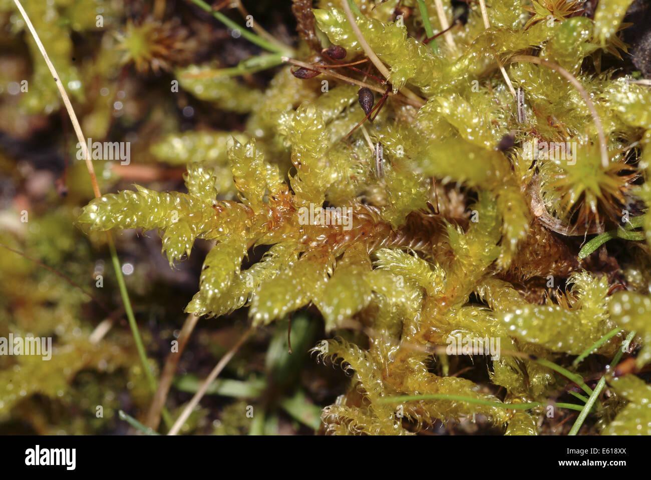 great-plait-moss-hypnum-lacunosum-E618XX.jpg