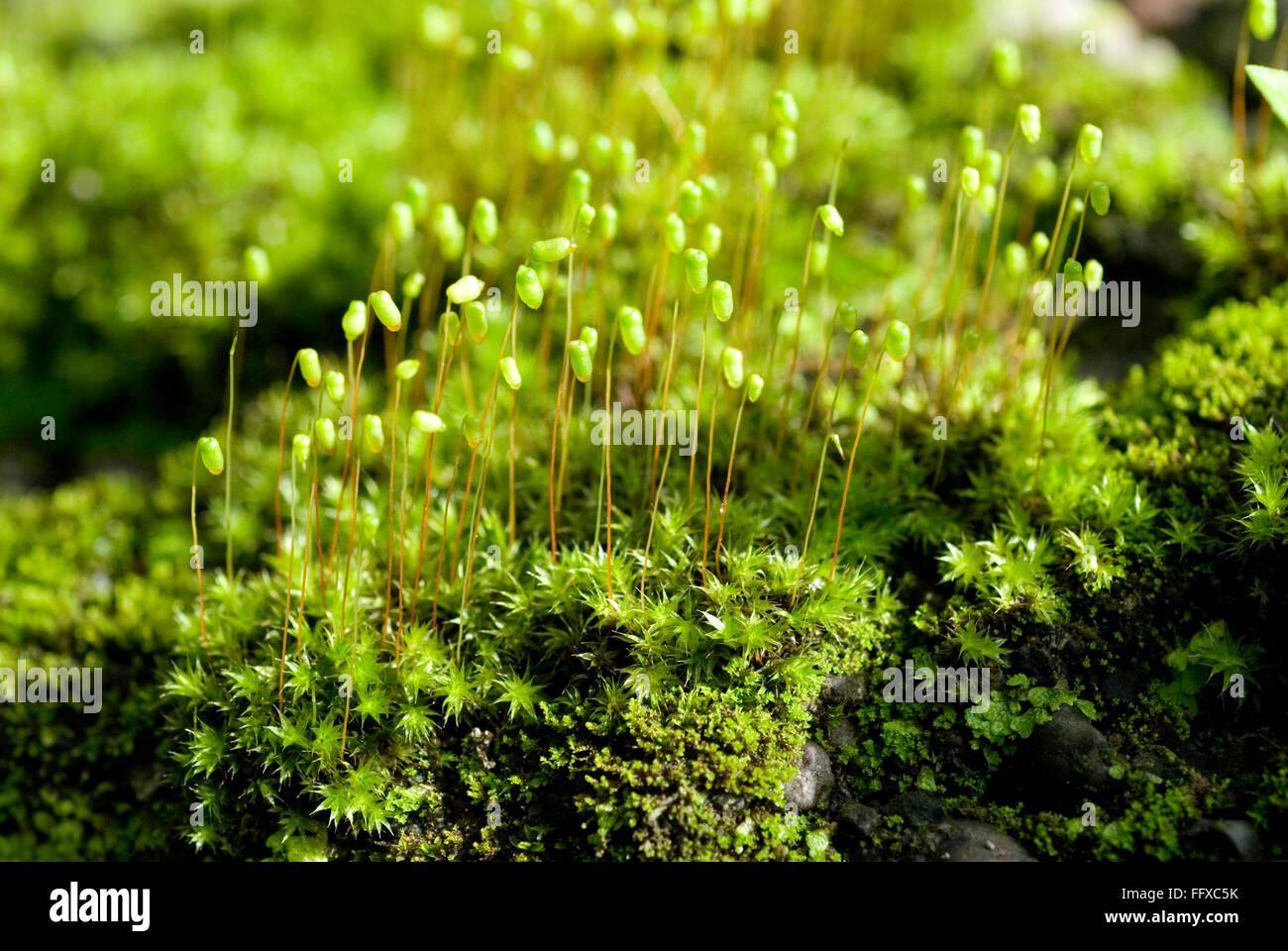 green-moss-with-capsules-on-monsoon-wet-wall-funaria-sp-FFXC5K.jpg