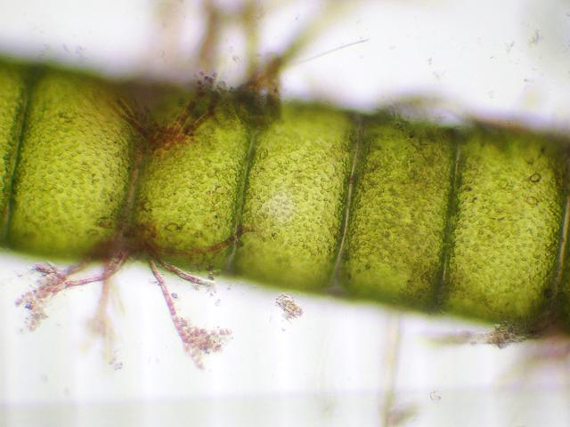 green_seaweed_chaetomorpha_linum_17-05-16_5.jpg