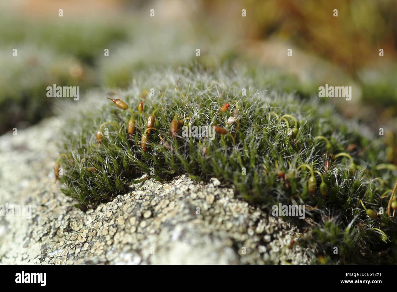 grey-cushion-moss-grimmia-pulvinata-E618XT.jpg