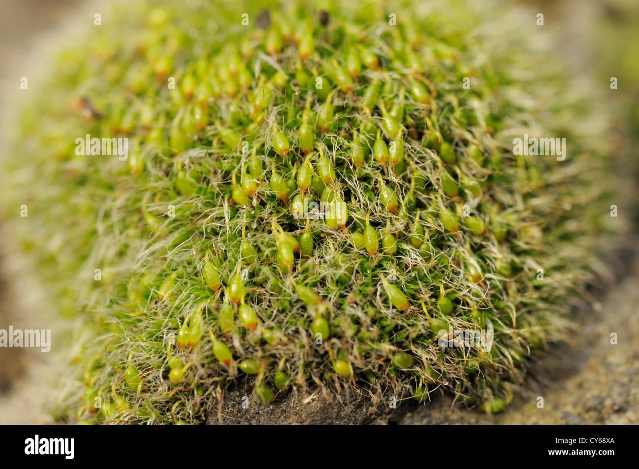 grey-cushioned-grimmia-moss-grimmia-pulvinata-CY68XA.jpg