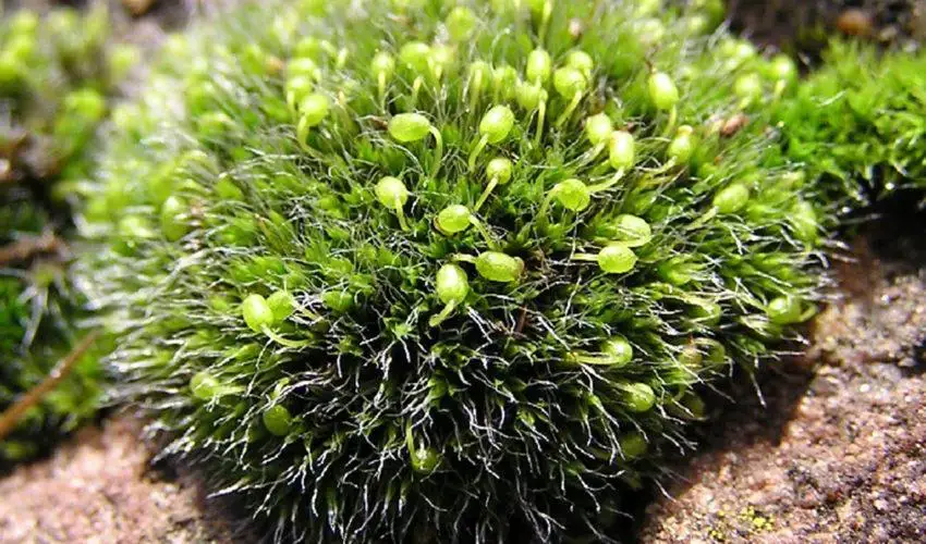 grimmia-850x500.jpg