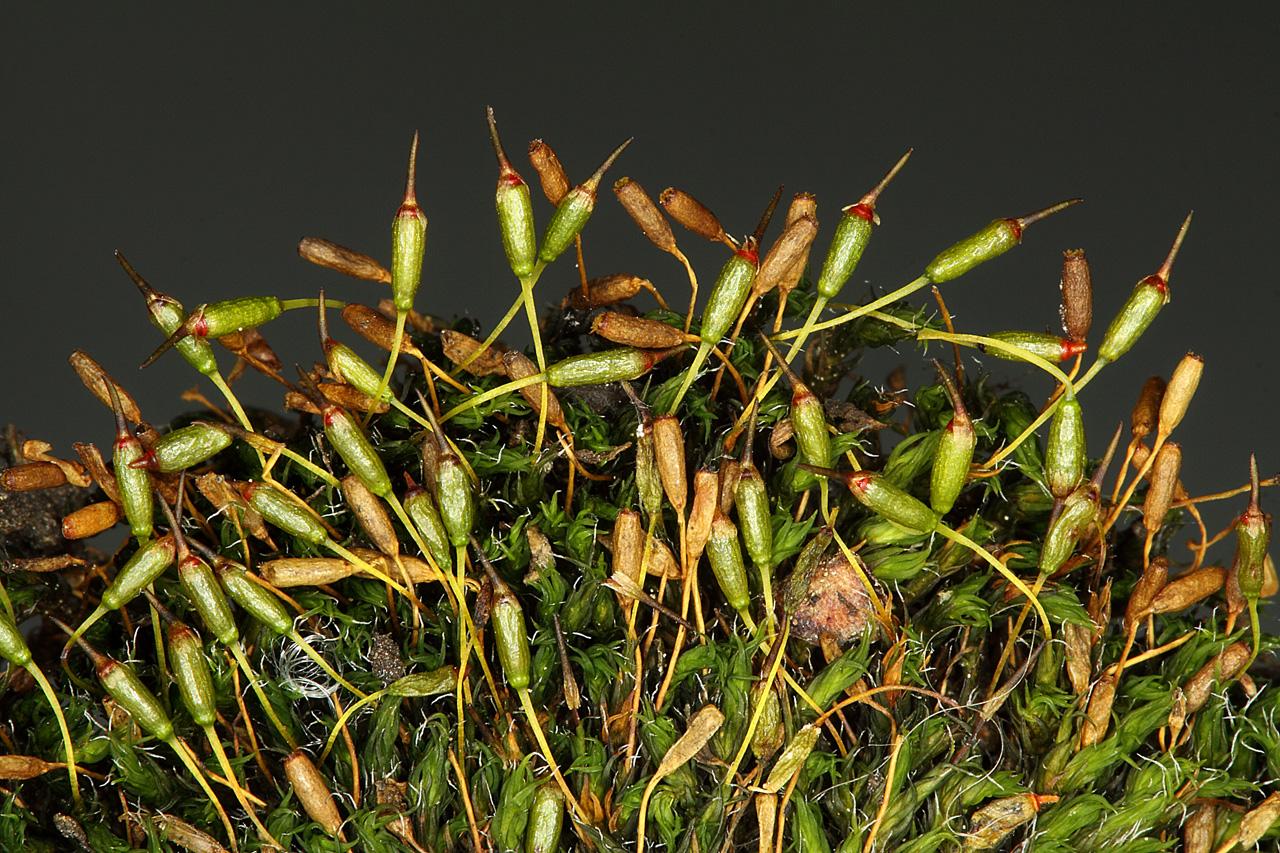 grimmia_longirostris.jpg