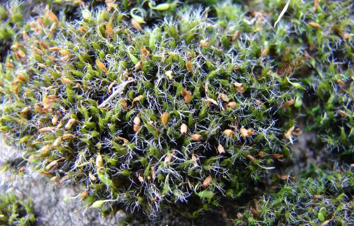 grimmia_trichophylla_nico.jpg