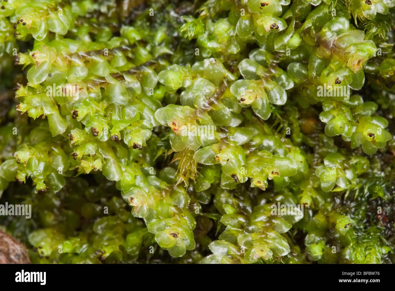 grove-earwort-scapania-nemorea-BFBW76.jpg