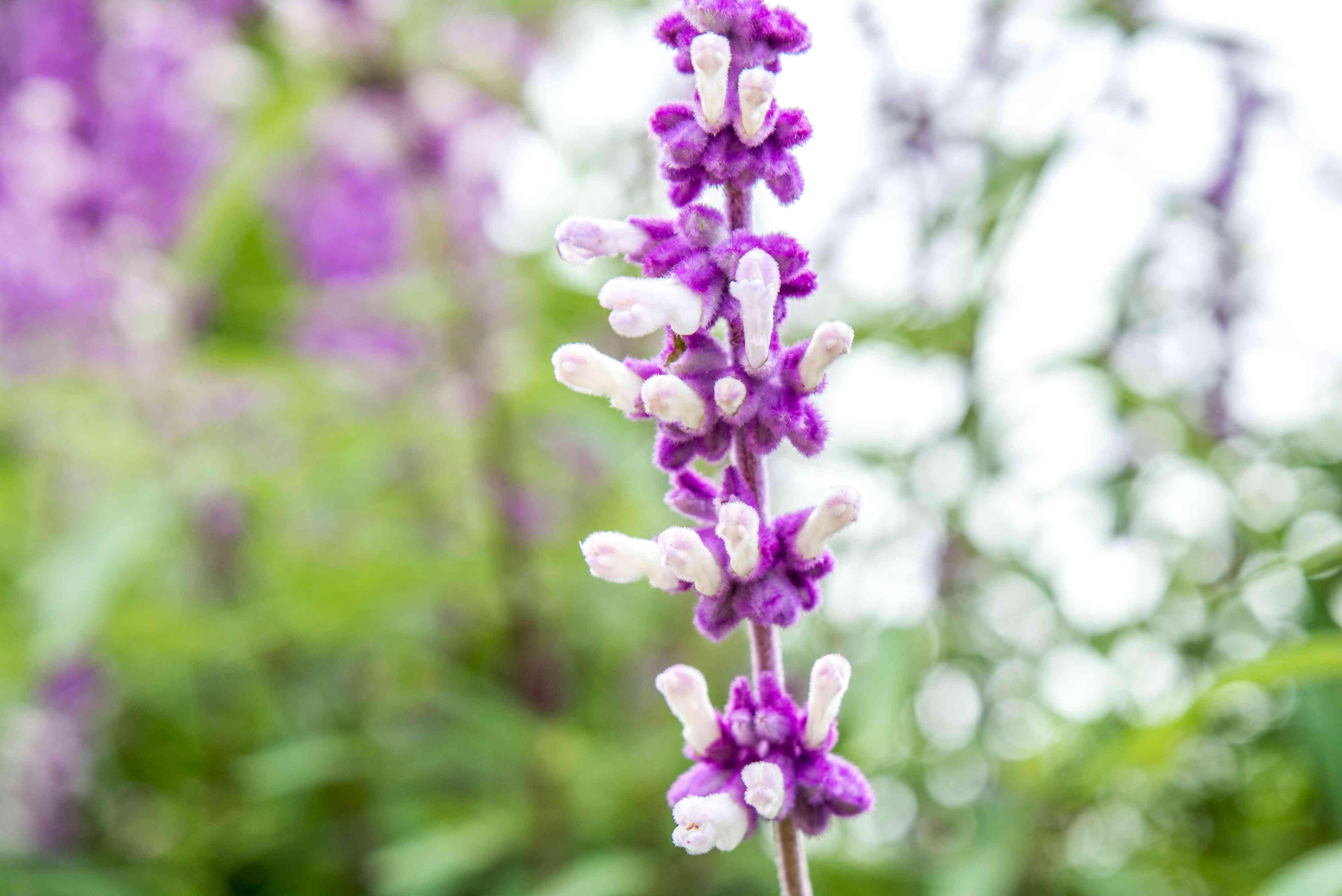 growing-salvia-leucantha-5076973-05-88e217710f5446c6b21c18b963ac73ea.jpg