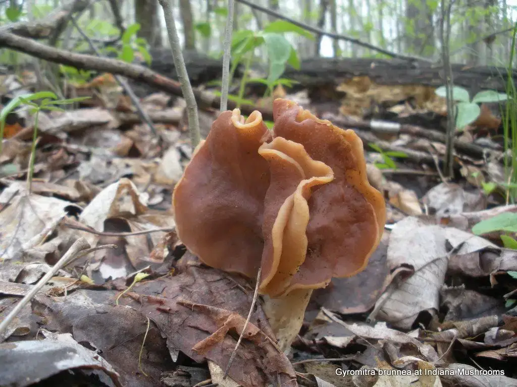 gyromitra_brunnea_2.JPG