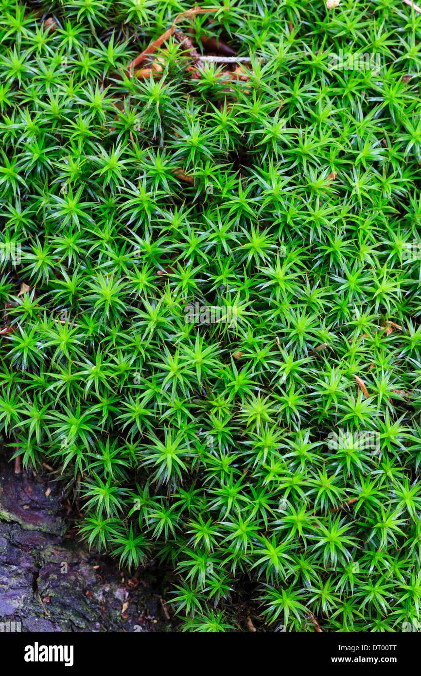 hair-moss-polytrichum-formosum-=-polytrichastrum-formosum-normandy-DT00TT.jpg