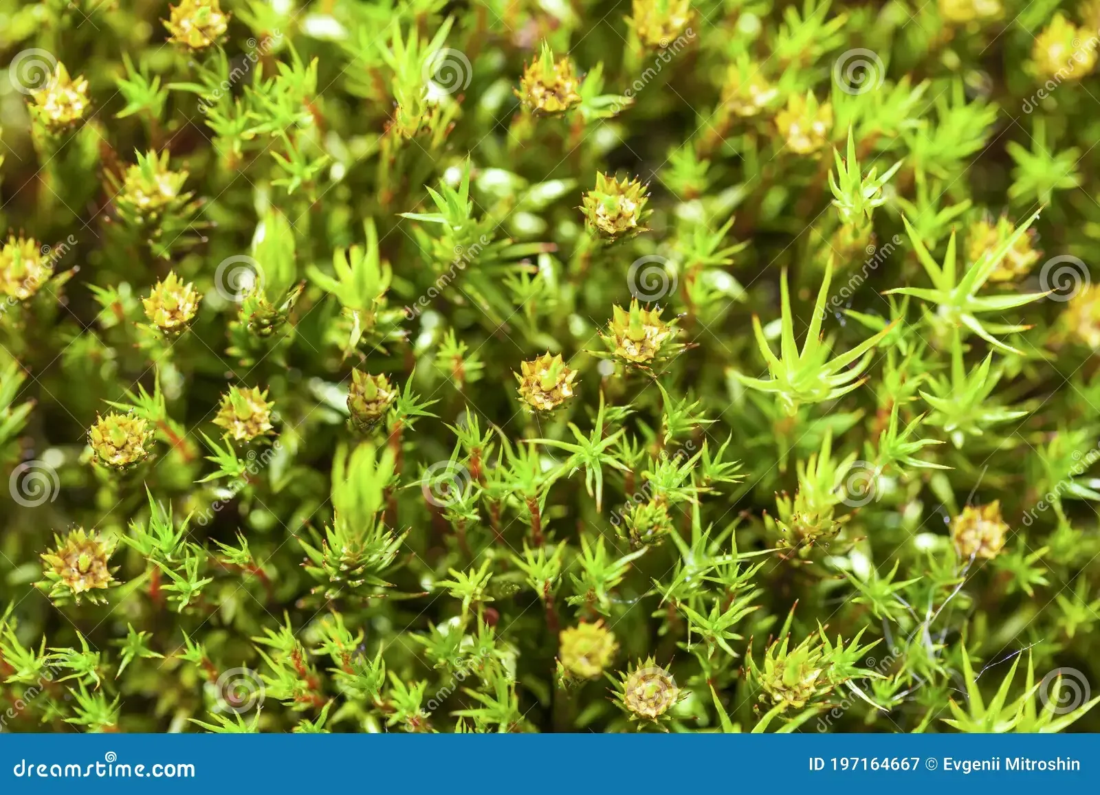 haircap-moss-flowering-macro-polytrichum-commune-hedw-197164667.jpg