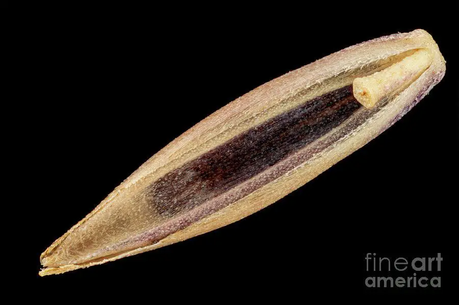 hard-fescue-festuca-ovina-var-duriuscula-seed-frank-foxscience-photo-library.jpg