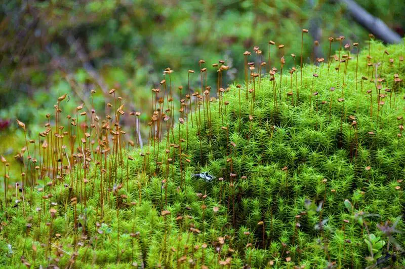 haricap-moss.jpg