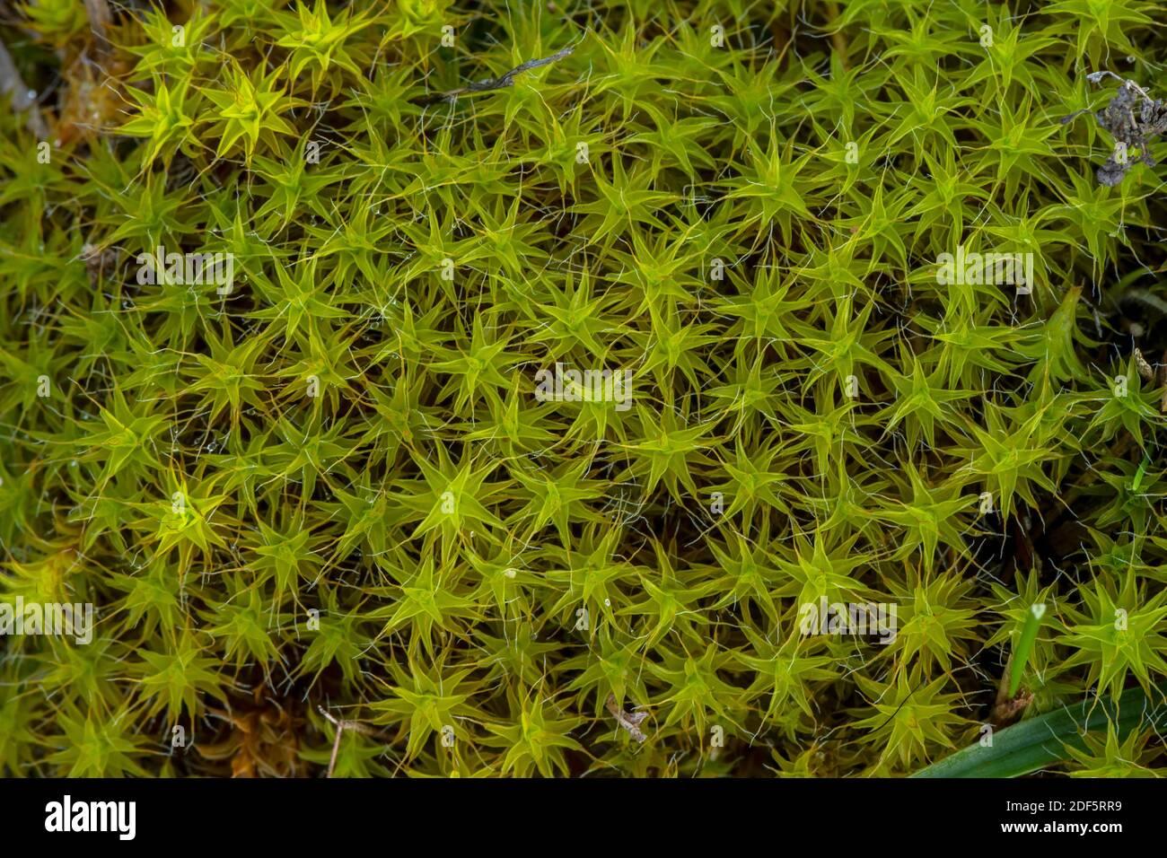 heath-star-moss-campylopus-introflexus-an-introduced-species-on-sand-dunes-devon-2DF5RR9.jpg