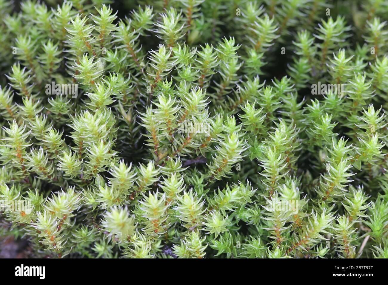 hedwigia-ciliata-known-as-white-tipped-moss-2B7T97T.jpg