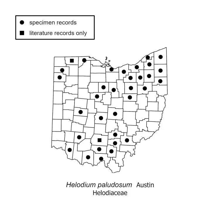 helodium-paludosum.jpg