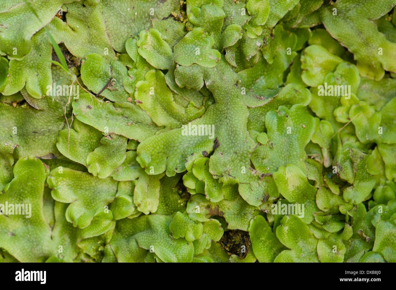 hepatics-belong-to-marchantiophyta-a-group-of-plants-close-to-the-DXB8J0.jpg