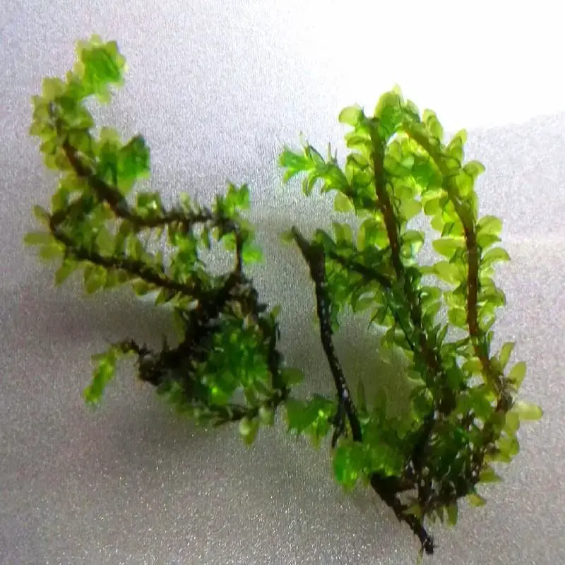 hookeriaceace-moss-rare-moss.jpg