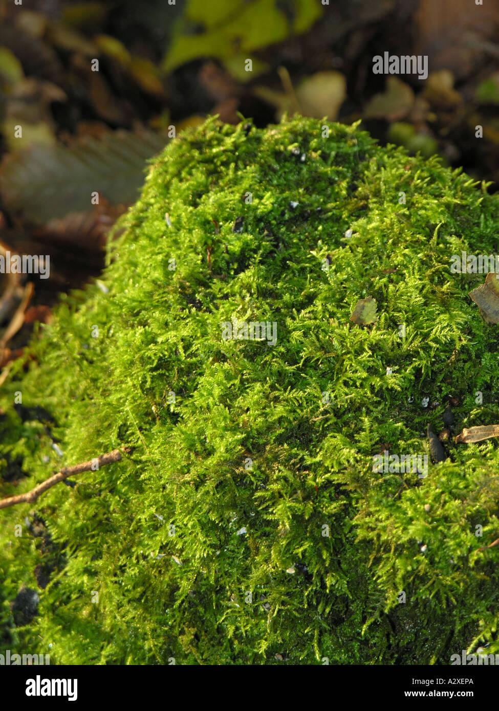 horticulture-musci-moss-growing-on-an-old-tree-stump-A2XEPA.jpg