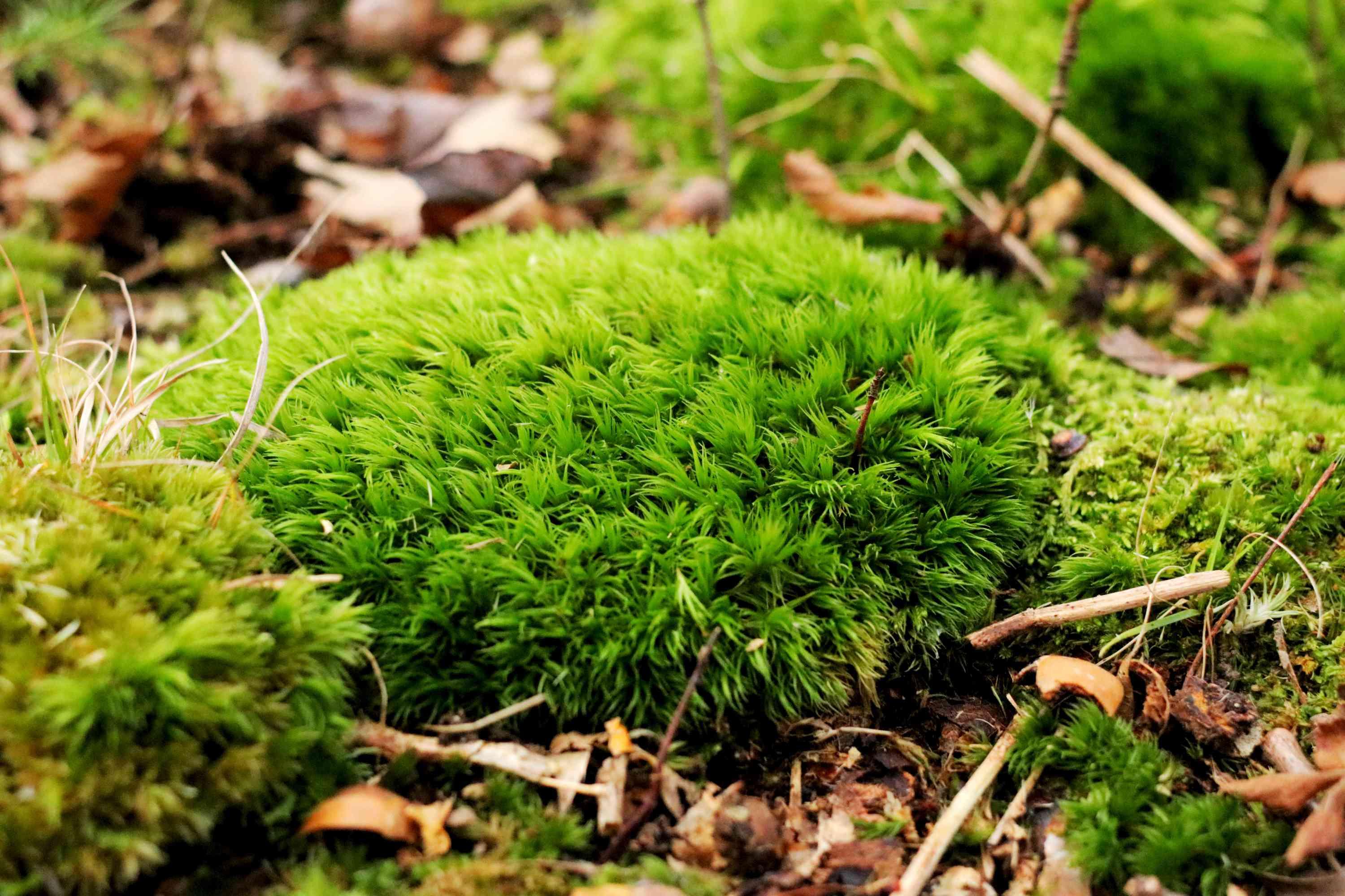 how-to-get-rid-of-moss-in-lawns-2132201-hero-76e05f2164224eefba1a55518b1751ea.jpg