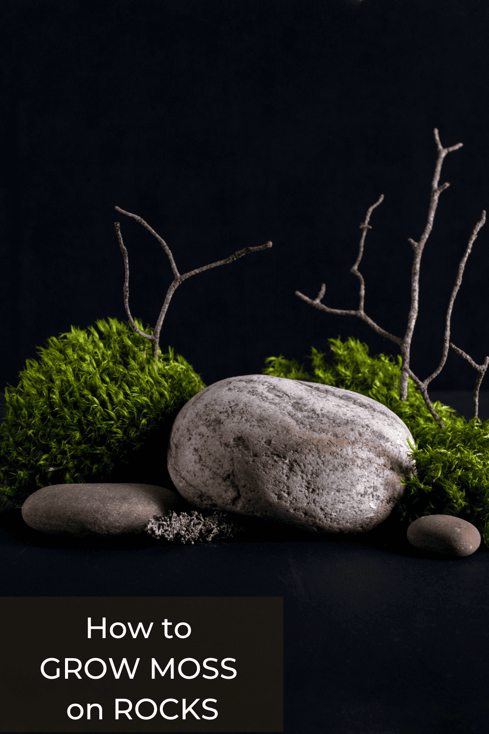 How to Grow Moss on Rocks and Impress Your Friends (or Enemies)