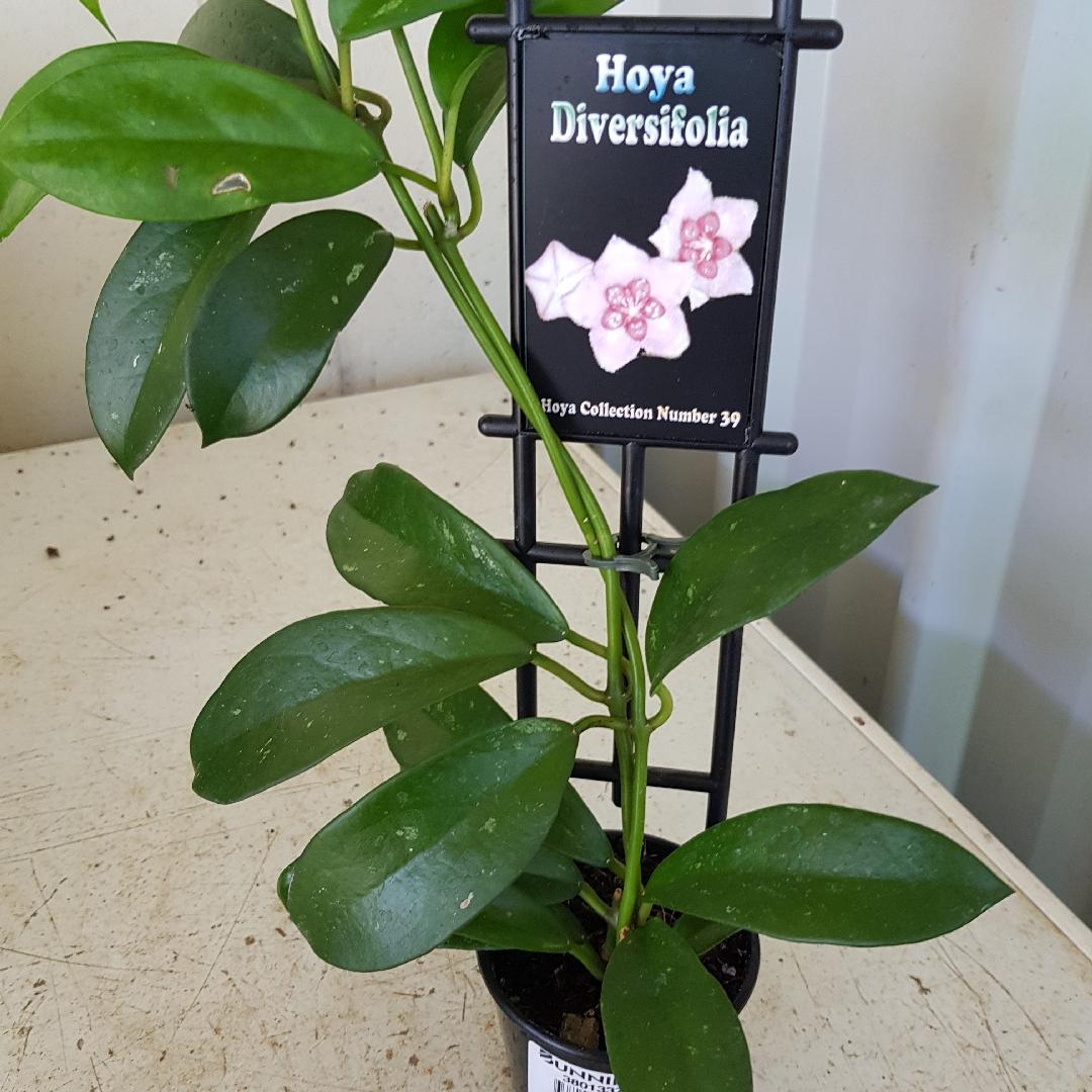 hoya-diversifolia.jpeg