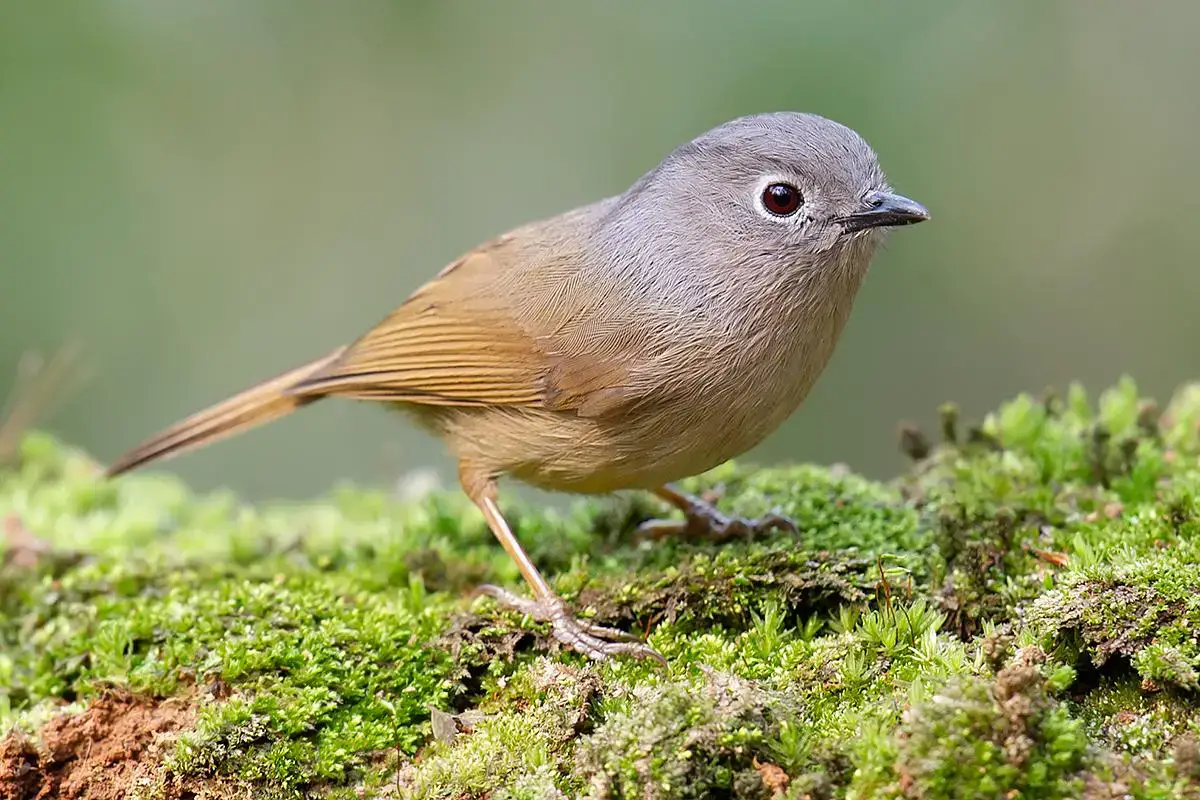 huets-fulvetta-hangzhou.jpg