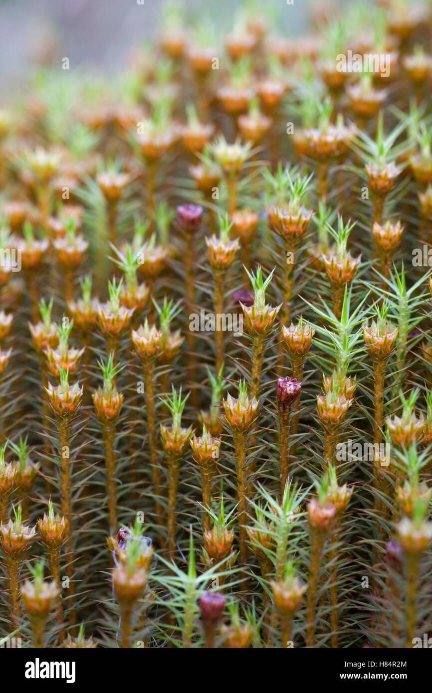 hummock-haircap-polytrichum-strictum-moss-in-moor-schleswig-holstein-H84R2M.jpg