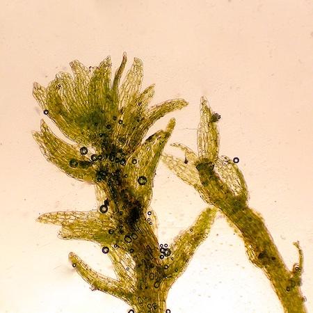 hygrobiella_laxifolia1.jpg