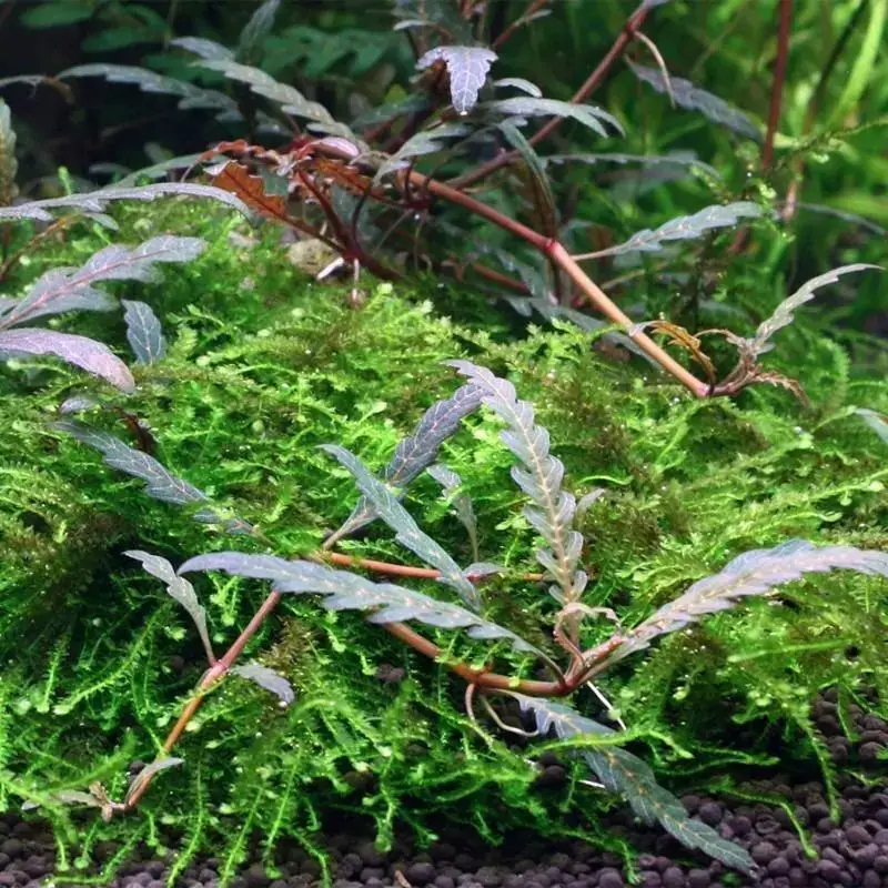 hygrophila-pinnatifida-and-moss.jpg