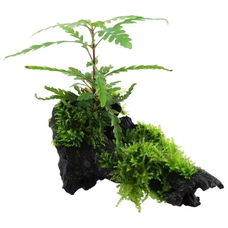 hygrophila-pinnatifida-and-moss.jpg