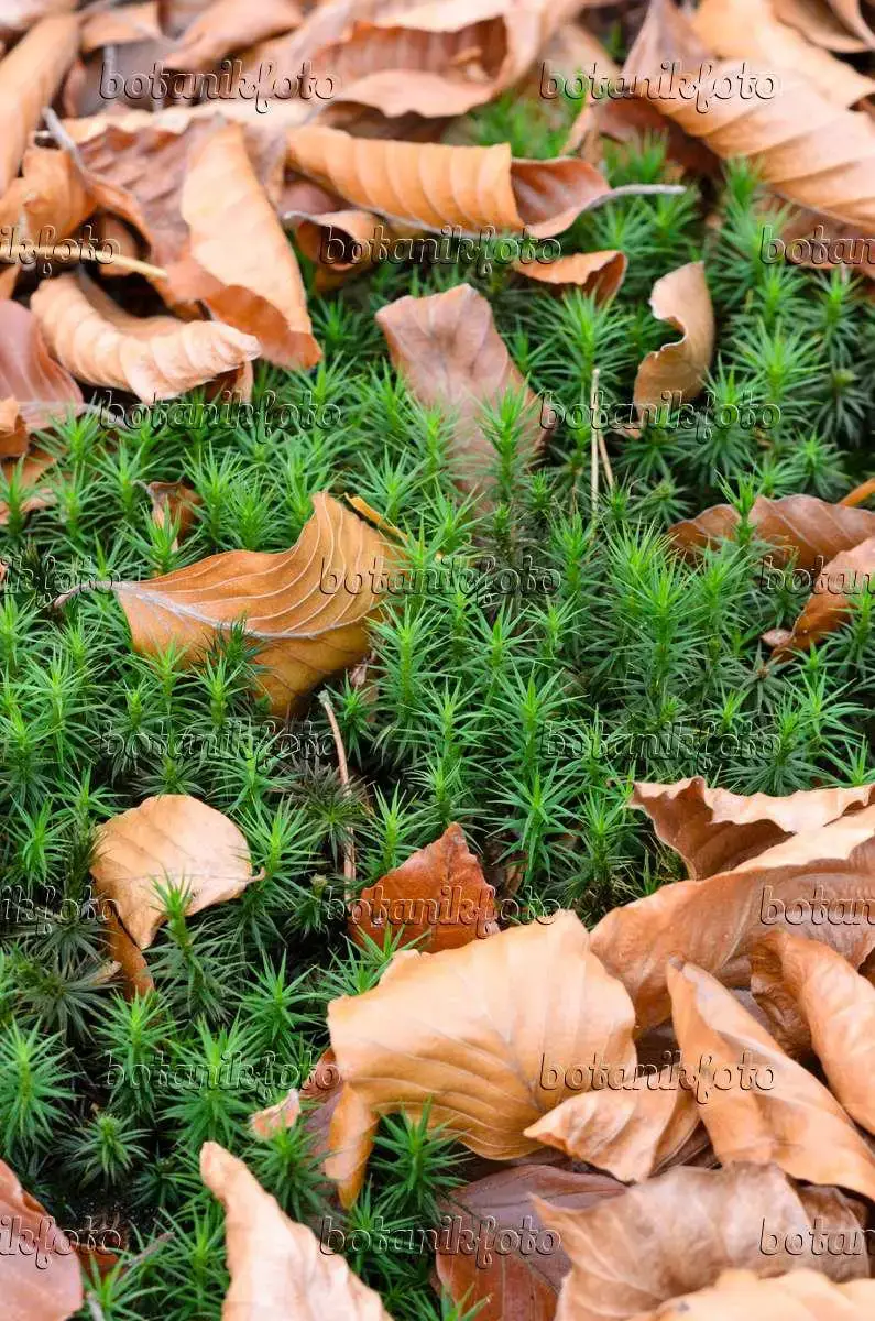 image-photo-beautiful-hair-moss-polytrichum-formosum-525447.jpg