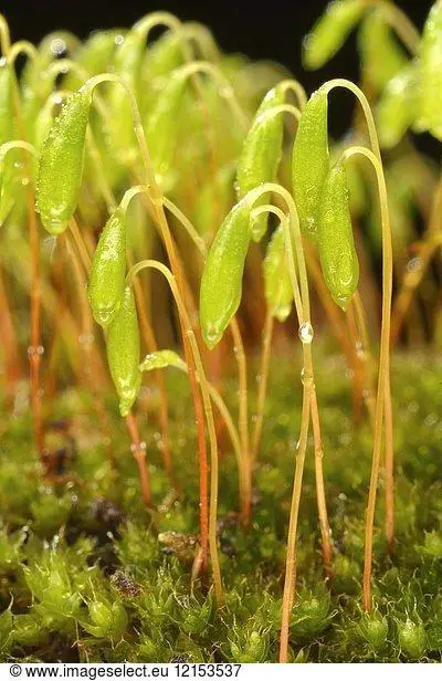 image-stock-bryum-capillare---moss--012153000-12153537.jpg