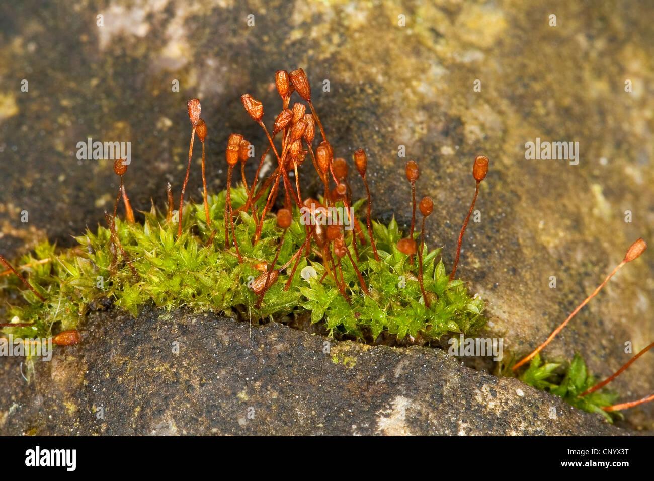 intermediate-pottia-moss-pottia-intermedia-at-a-wall-germany-CNYX3T.jpg