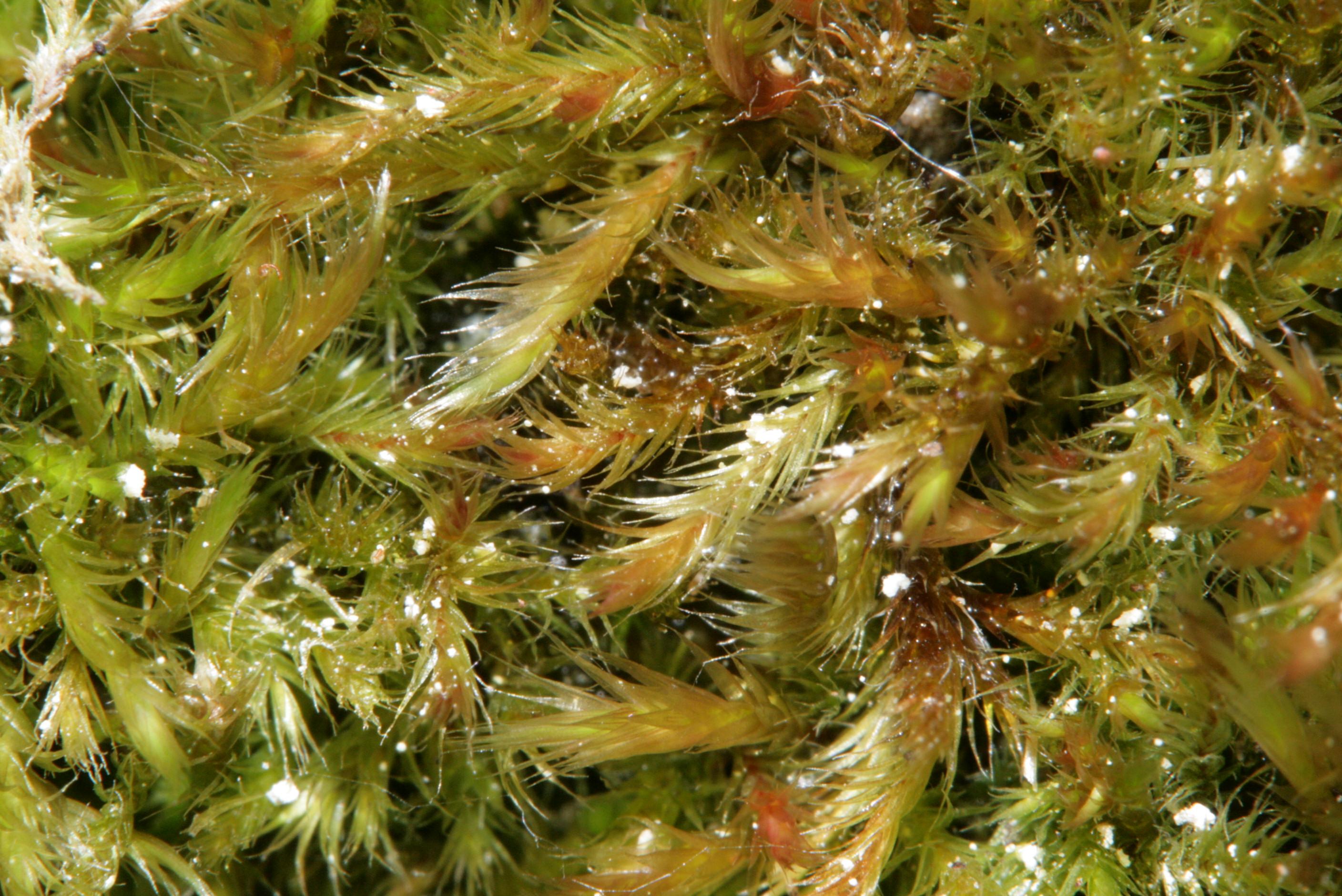 intricate-orthothecium-moss-orthothecium-intricatum.jpg