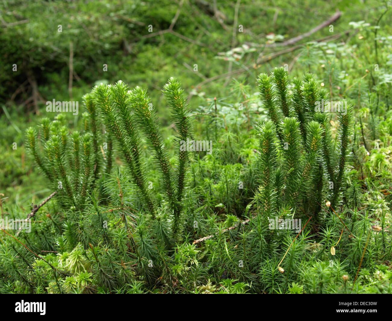 inundated-club-moss-lycopodiella-inundata-sumpf-brlapp-DEC30W.jpg