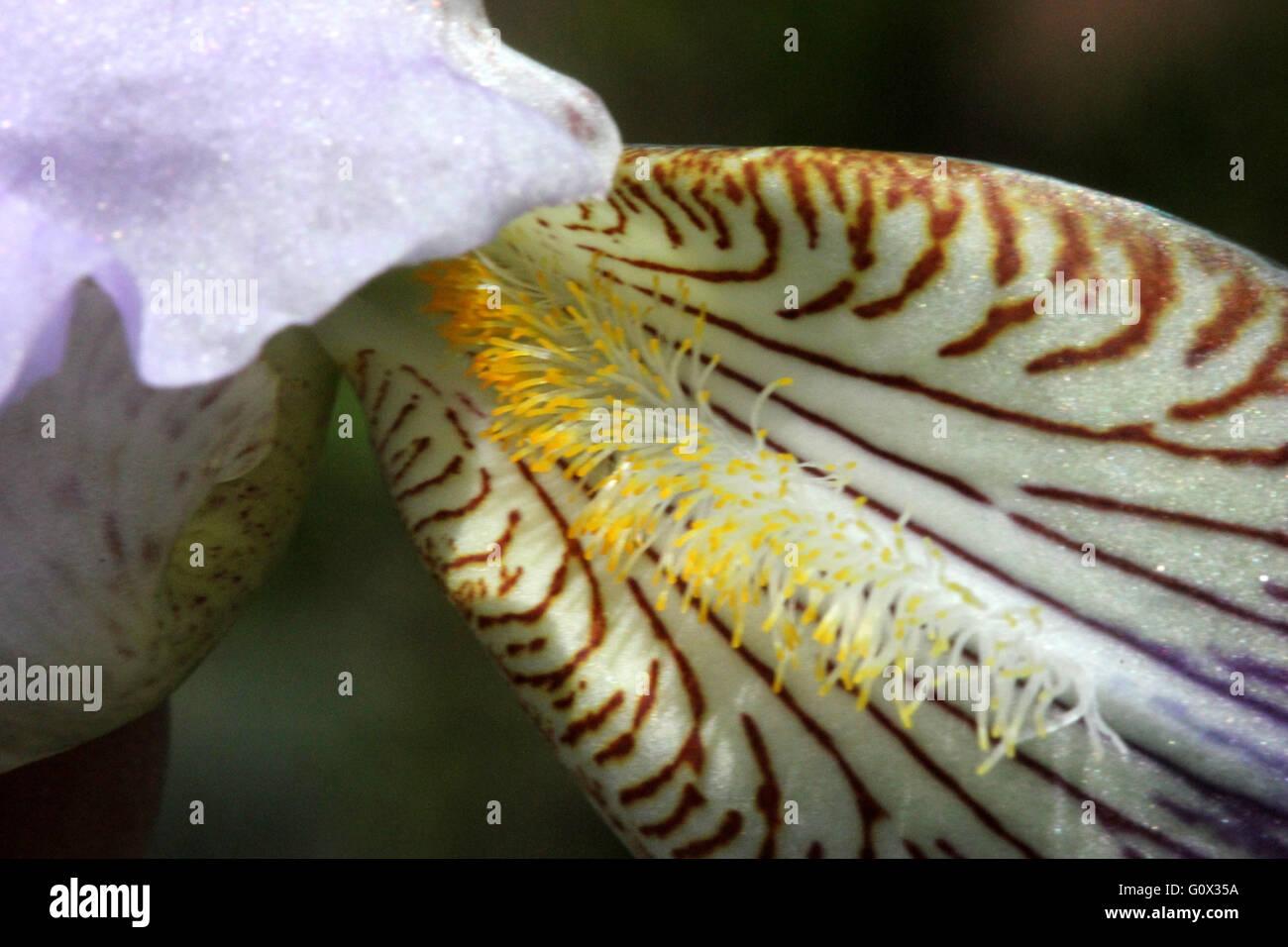 iris-germanica-german-iris-rhizomatic-perennial-herb-with-sword-shaped-G0X35A.jpg