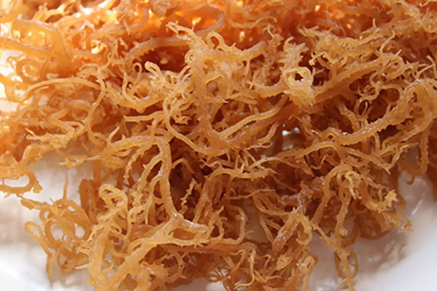 irish-moss-1.jpg