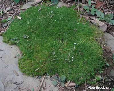 irish-moss-1.jpg