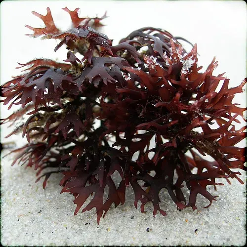 irishmossseaweed.jpg