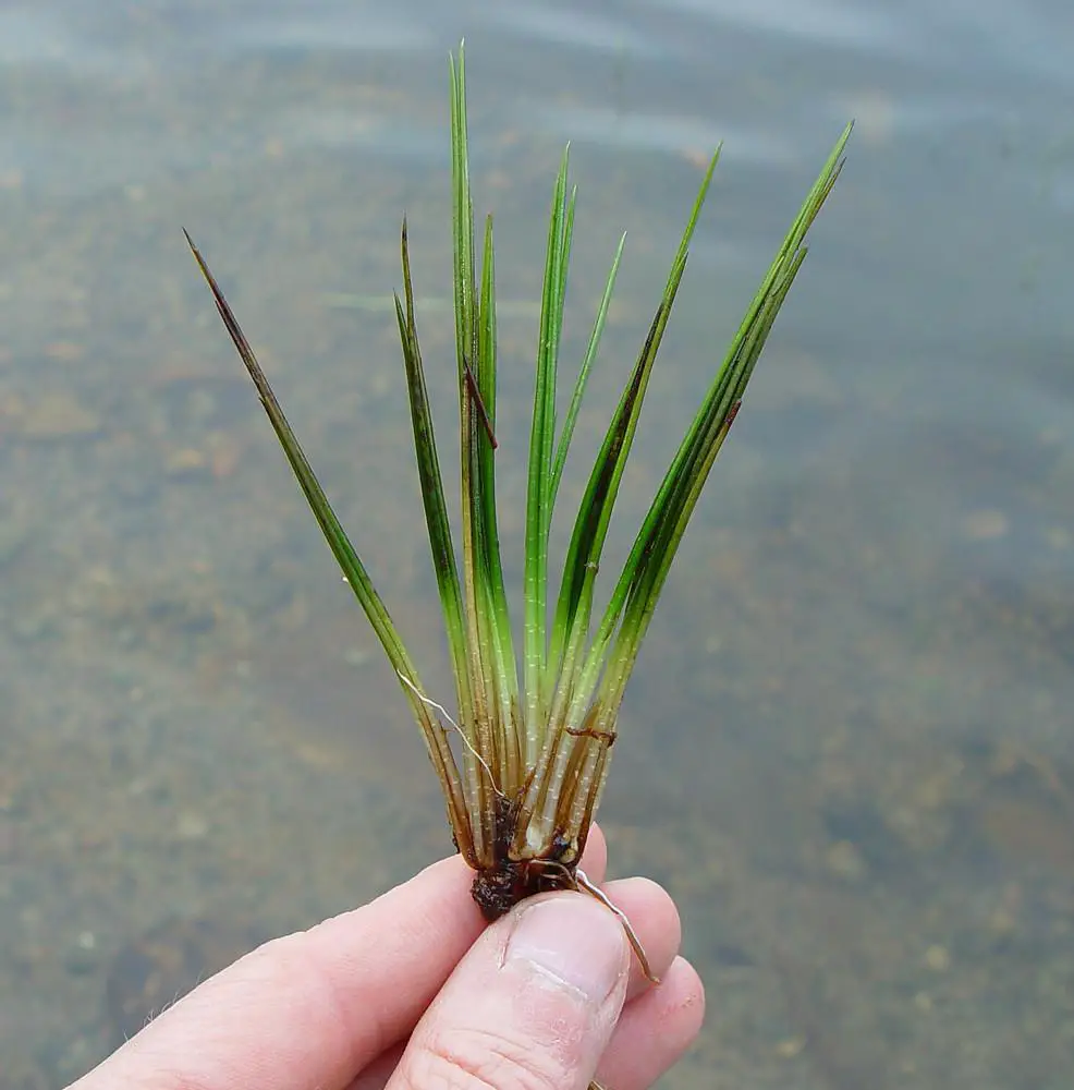 isoetes-lacustris-tr-ahaines.jpg