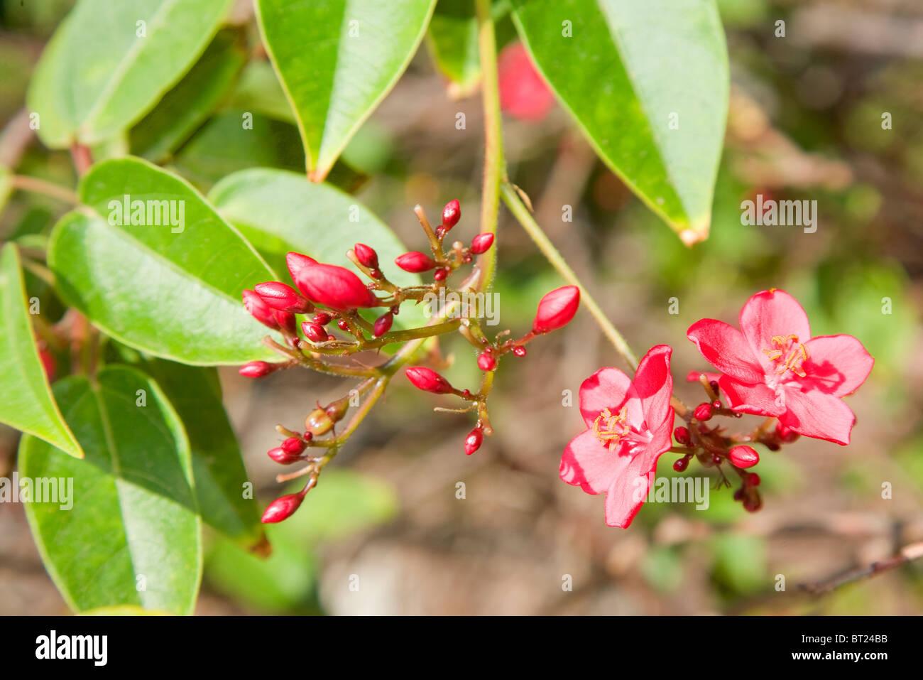 jatropha-integerrima-or-the-spicy-jatropha-BT24BB.jpg