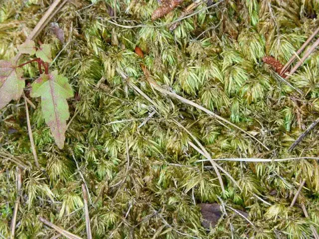 jim_brighton_LargeleafSphagnum.CentennialPond.070415_l.jpg