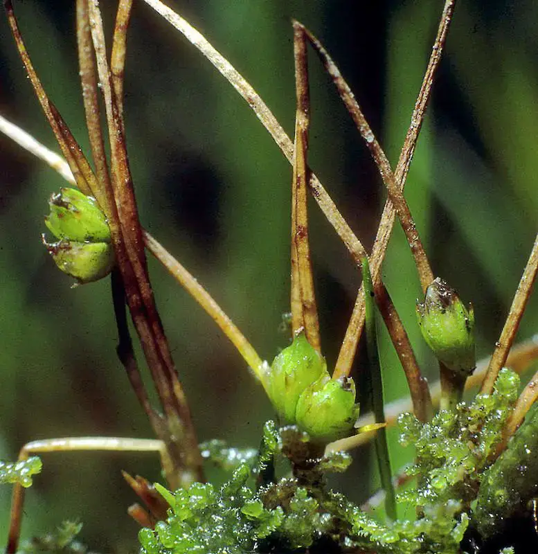 juncus-pusillus-02am.800x800-ms-u0c0i1s1q90f1.jpg