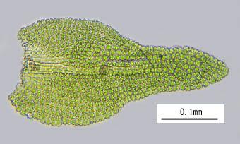 kobanoitogoke-hahen.jpg