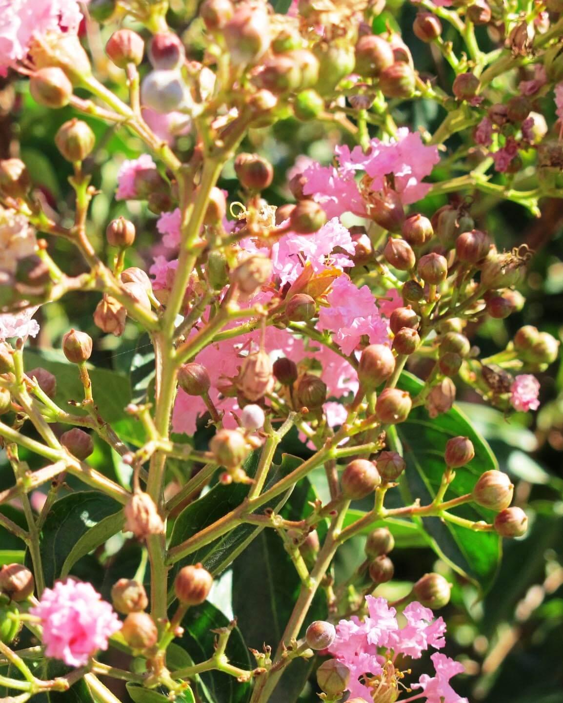 lagerstroemia-indica-x-fauriei-choctaw.jpg